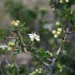 Crataegus tanacetifolia (LAM.) PERS